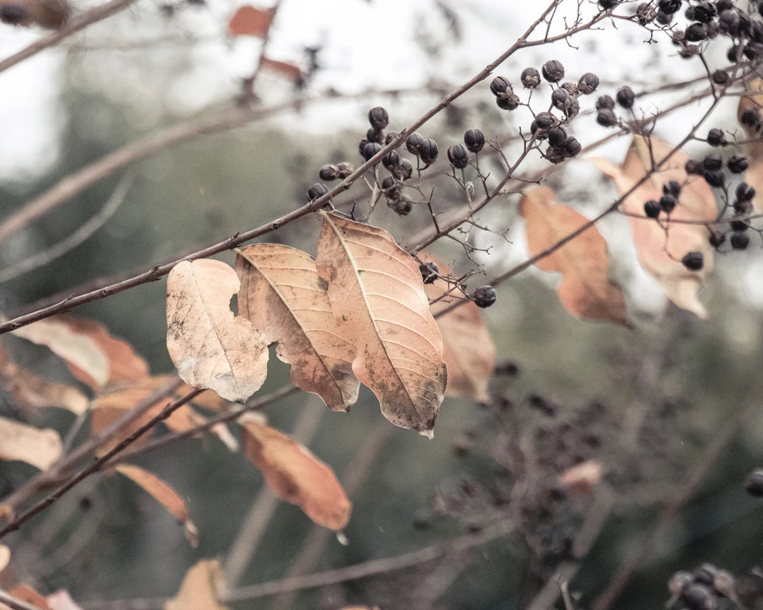 Embrace Change Seasonal Adjustments to Your Routine