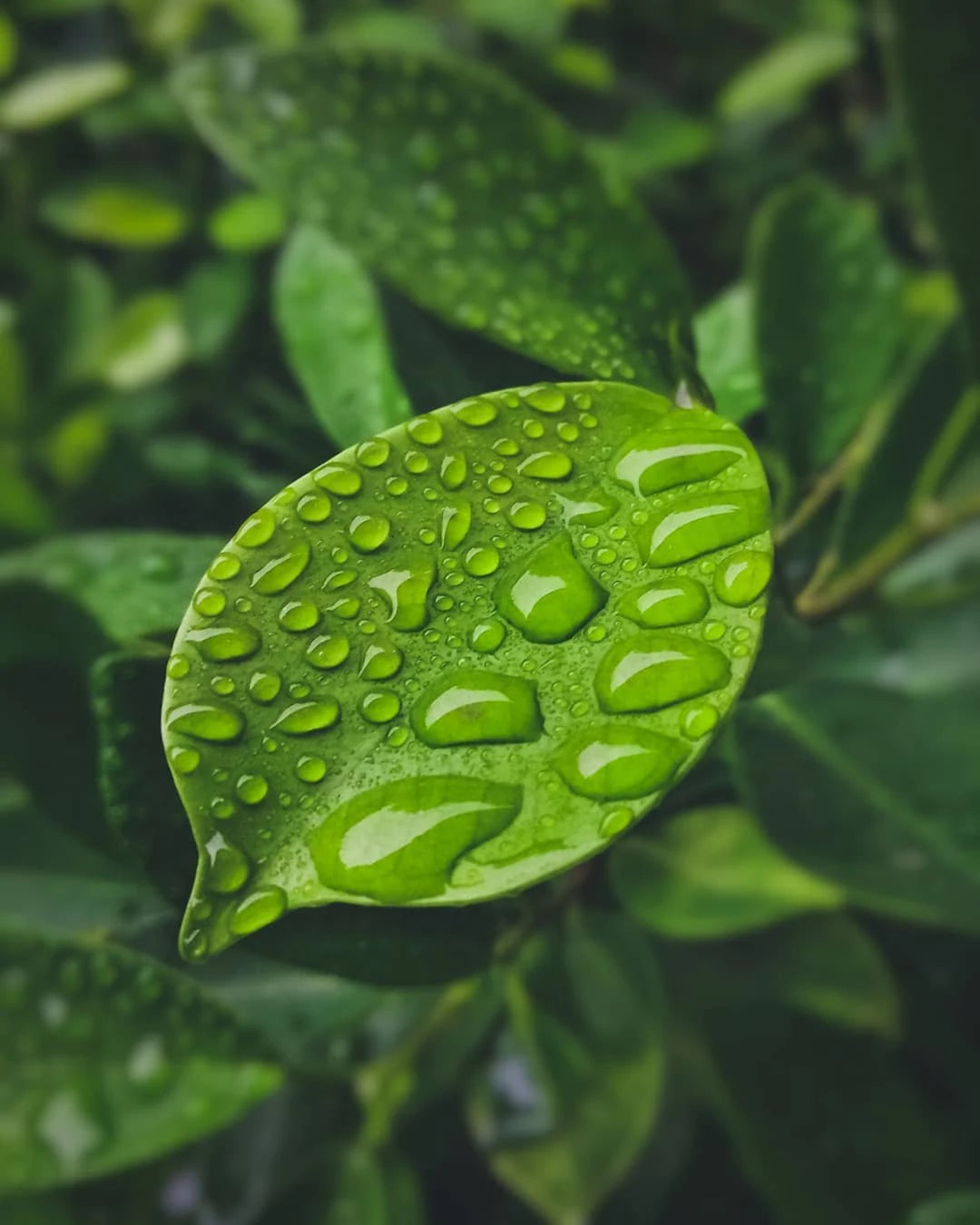 The Benefits of Natural vs. Synthetic Ingredients